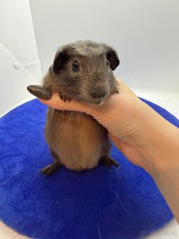 Morče crested samička aguti blue/amber - 2