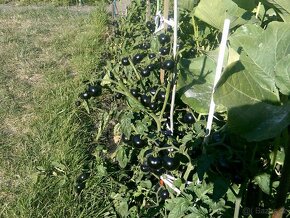 Semínka černých rajčat - 2