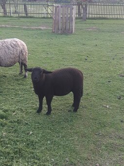 Beran Suffolk x Zwartbles - 2