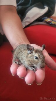 Osmák degu - 2