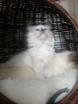 Ragdoll - 2