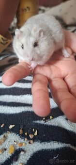 Křeček džungarský - 2