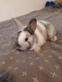 Zakrslý králík králíček - 2