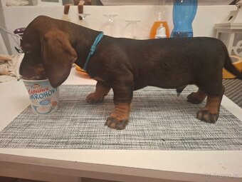 Jezevčik drsnosrsty  standard s PP. - 2