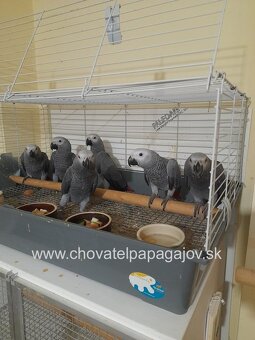 Žako kongo - krotké, ručne dokŕmené mláďatá - 2