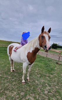 Aph březí klisna, společník - 2