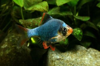Puntius tetrazona green - Parmička Mechová - 2