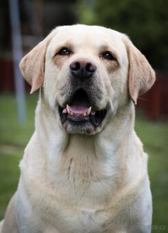 Labrador retriever s PP - Nabídka krytí - 2