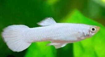 Guppy farma Senohraby - 2