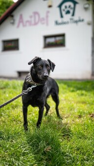 Vendelína - kříženec malý, hodná holka - 2