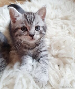 Koťátka whiskas - 2
