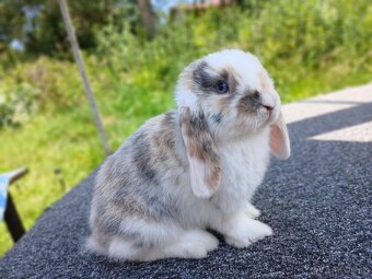 Kouzelná Miminka Anglický Zakrslý Beránek MiniLop✅ - 2