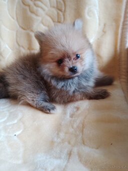 pomeranian - 2