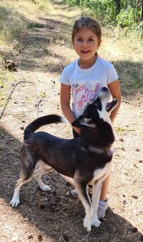 ARES K ADOPCI - přátelský mazel, vhodný k dětem - 2