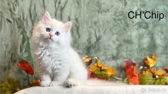 Něvská maškaráda s PP - 2