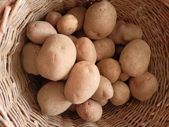 Konzumní brambory - 2