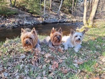 Yorkšírský teriér, Biewer jorkšírský teriér krytí,připuštění - 2