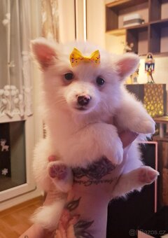 Stěně Špic / Pomeranien - 2