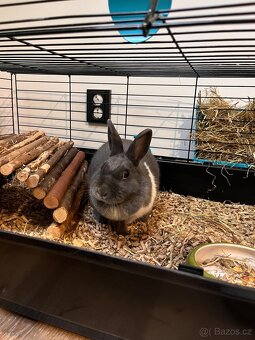 Králík ( samička ) - 2