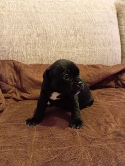 Stafordšírský bulteriér - 2