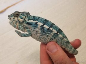 Chameleon pardáli Nosy be - 2