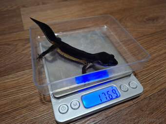 Gekončík noční (Eublepharis macularius) - Black night - 2