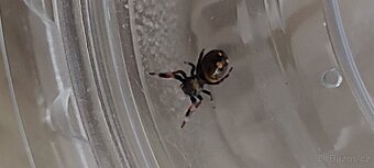 Skákavka Královská ( Everglades ) - 2