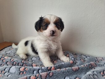 Biewer jorkšírský teriér pejsek - 2