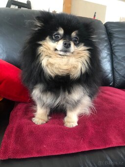 Pomeranian s PP FCI - 2