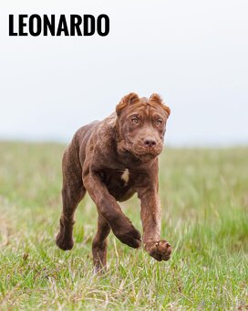 Bandog - 2