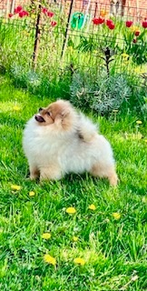 Nabízím jako domácího mazlíčka pomeraniana pejska - 2
