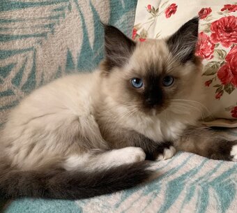 ❤️❤️Ragdoll s PP kočičky - 2