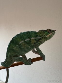 Chameleon pardálí Nosy be - 2
