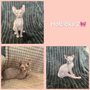 Sphynx kočičky - 2