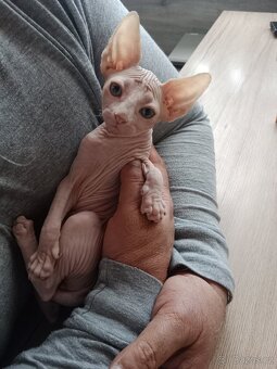 Kocourek kanadský sphynx bez PP - 2