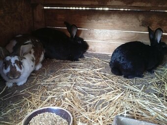 Králíci samice - 2