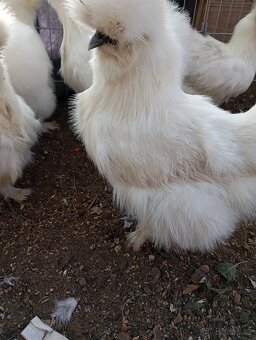 Hedvabničky zdrobnělé a Velké Hedvábničky - 2