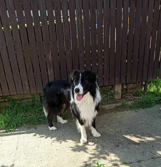 Pes border kolie ke krytí feny bez PP - 2