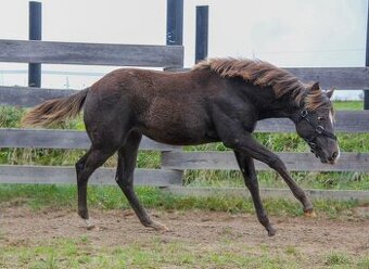 Prodám Appaloosa - 2