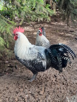 Brakelka stříbrná - 2