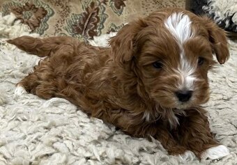 Maltipoo - 2