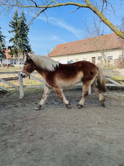 9 letá klisna ČMB - 2