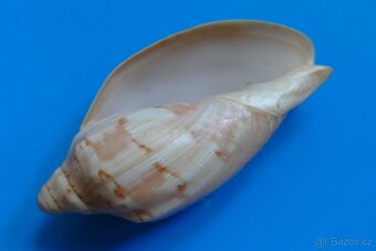 Voluta aulica 1 - 2