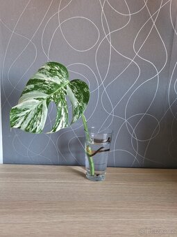 Monstera Albo variegata - 2