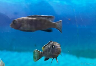 Tlamovci Pseudotropheus Elongatus Mpanga - 2
