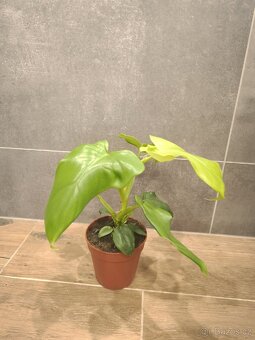 Philodendron Golden Violin - 2