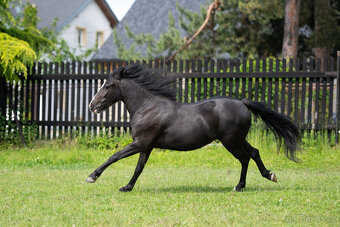 Pony kobylka - 2