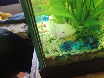 Axolotl - 2