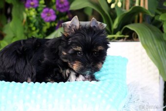 jorkšírský terrier s PP (Colorful) - 2