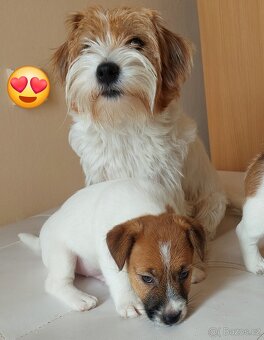 Jack Russell Terier - pejsek s pp - 2